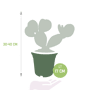 Opuntia microdasys afmetingen